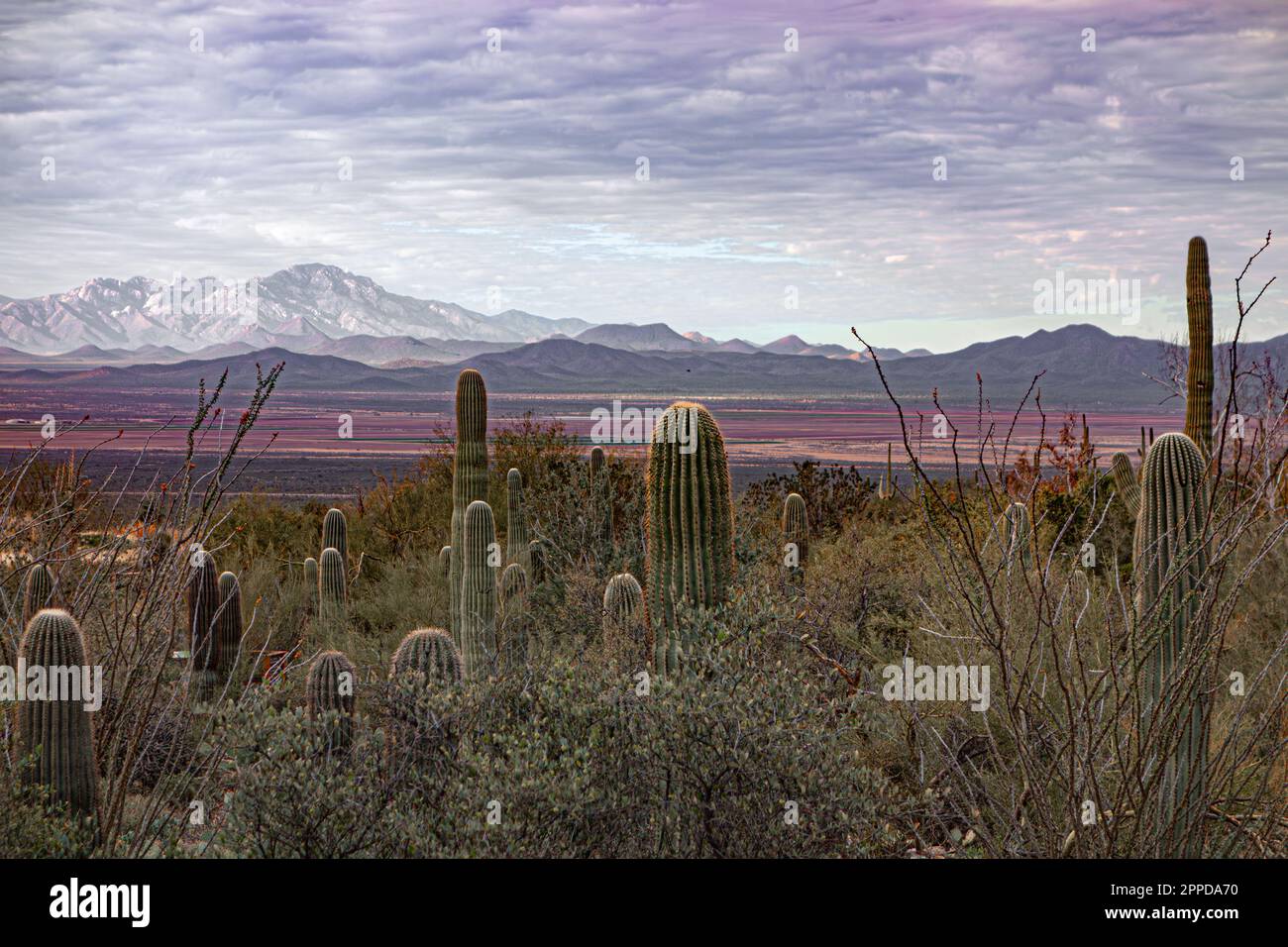 Paesaggio desertico nel Saguaro National Park a Tucson, Arizona Foto Stock