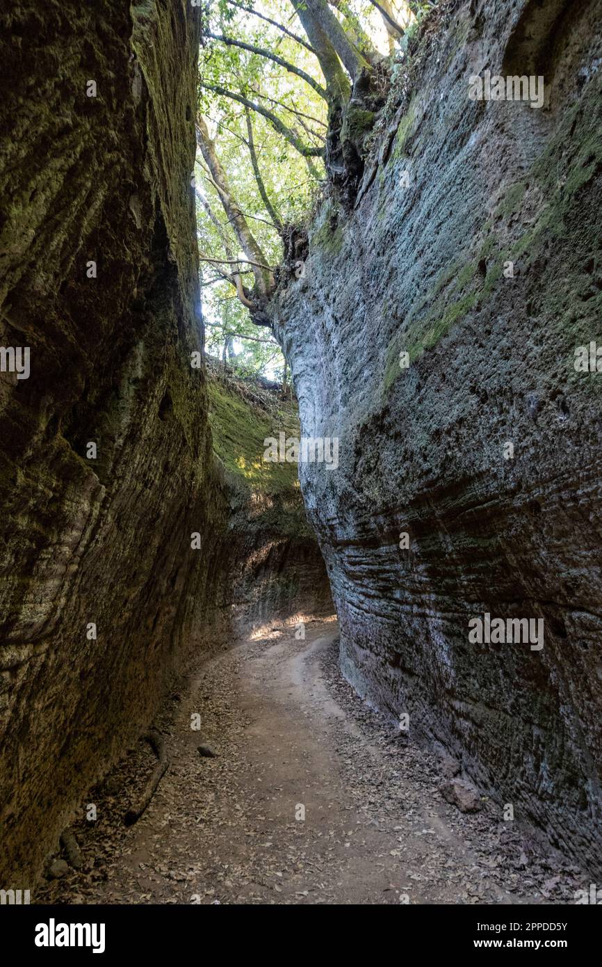 Strada stretta tra pareti rocciose sotto gli alberi, Toscana, Italia Foto Stock