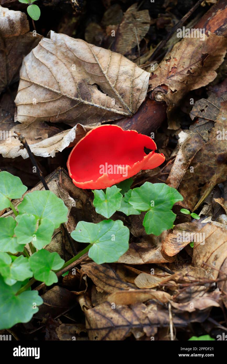 Coppa di elfo scarlatto (Sarcosca coccinea) che cresce sul terreno forestale Foto Stock