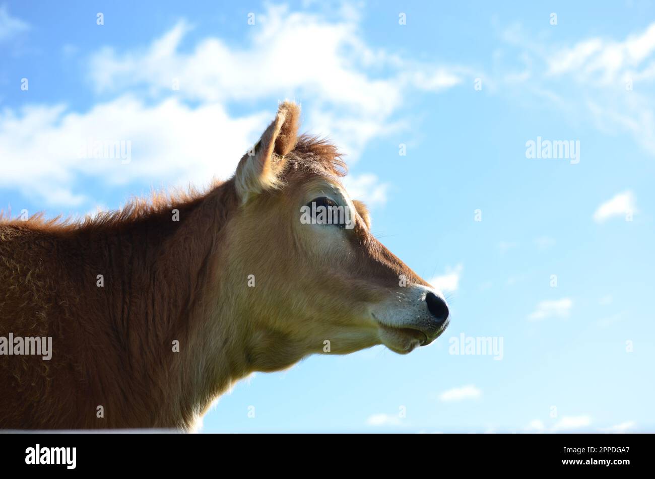 Vitello Heifer in Jersey purerosso. Foto Stock