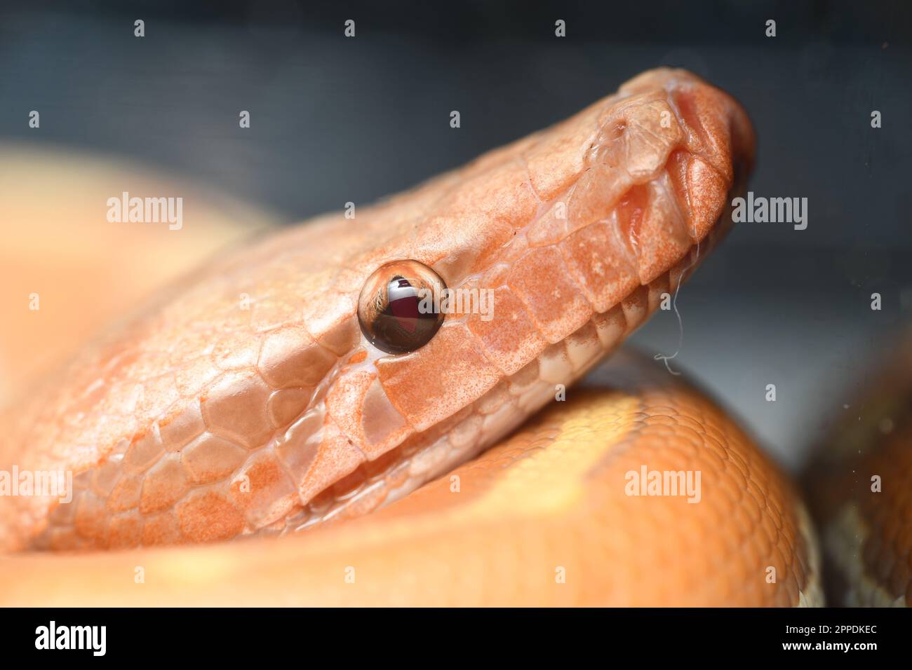 questo è un bellissimo macro shot di un pitone di sangue. Foto Stock