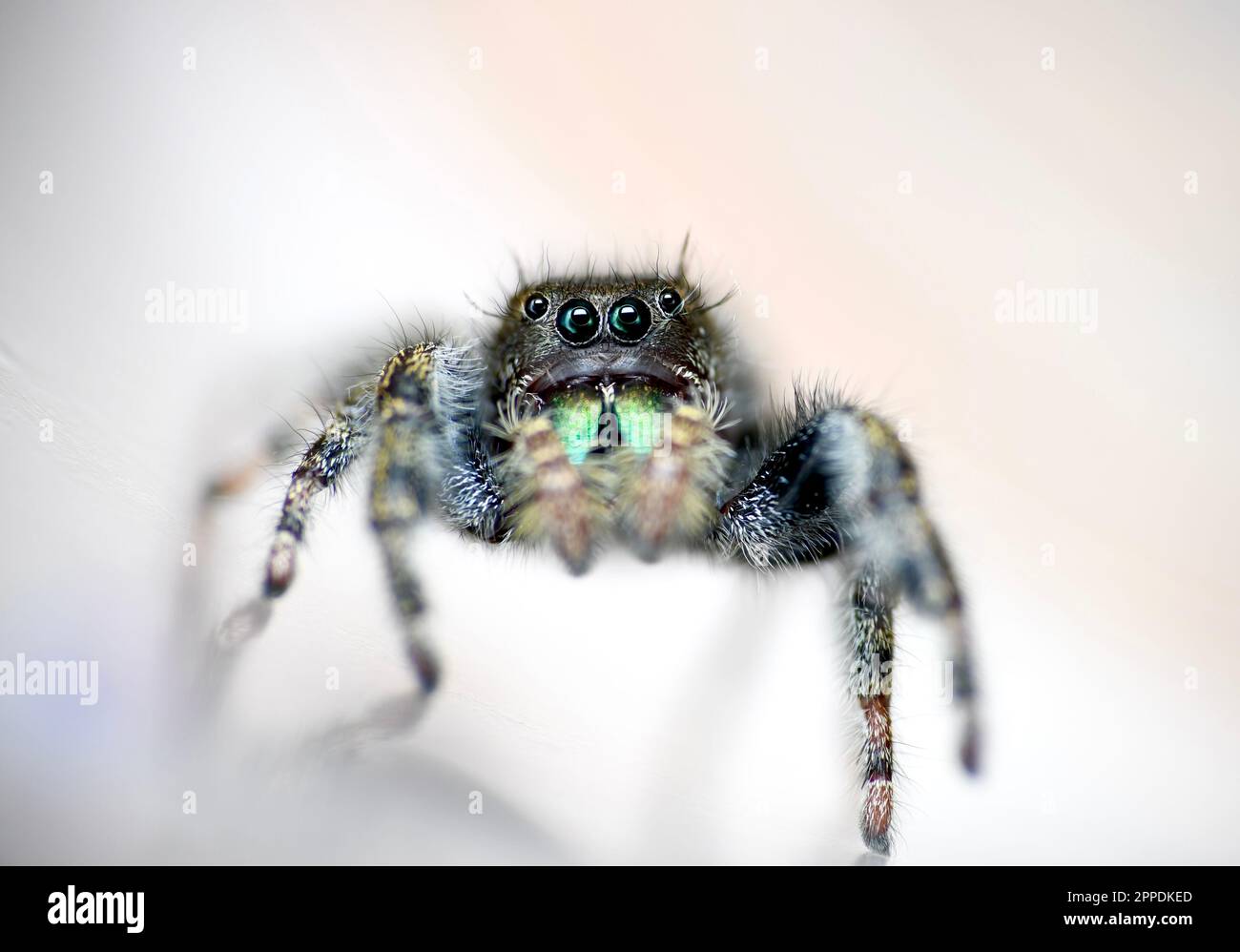 Questa è una macro foto di un audace ragno di salto (Phidippus audax) Foto Stock