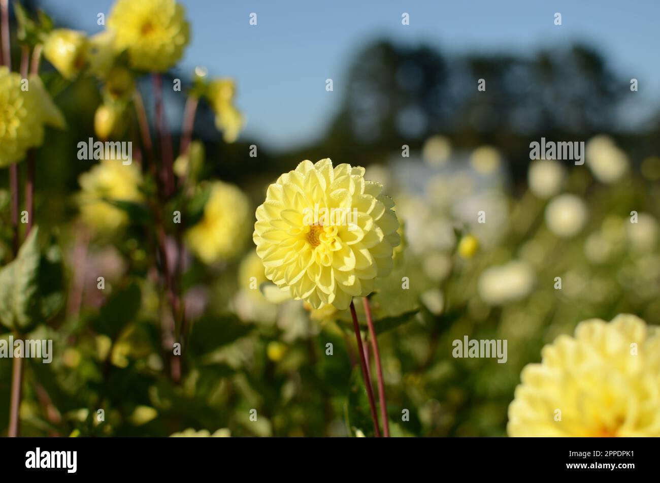 Fiori di Dahlia decorativi gialli e soleggiati. Foto Stock