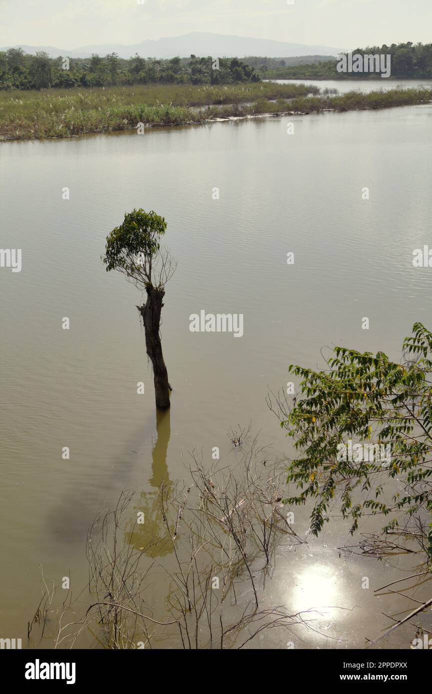 Un albero che in parte sommerso in acqua, sul fiume Kampar Kanan vicino al tempio Muara Takus a Muara Takus, Muara Takus, XIII Koto, Kampar, Riau, Indonesia. Foto Stock