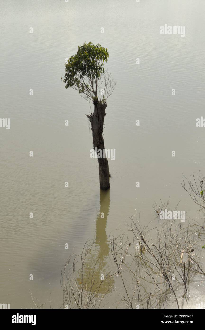 Un albero che in parte sommerso in acqua, sul fiume Kampar Kanan vicino al tempio Muara Takus a Muara Takus, Muara Takus, XIII Koto, Kampar, Riau, Indonesia. Foto Stock