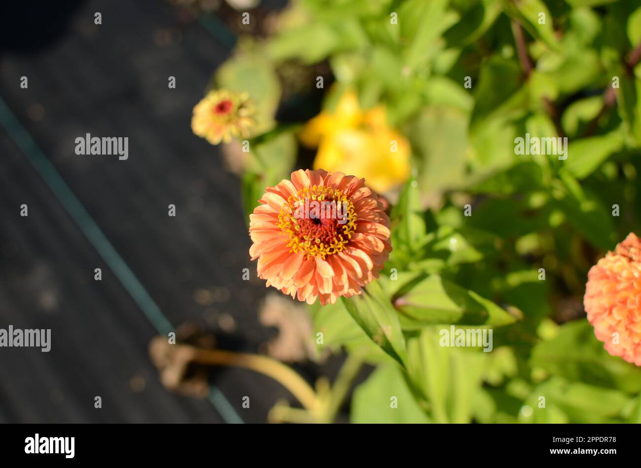 Orange Zinnia fiore Foto Stock