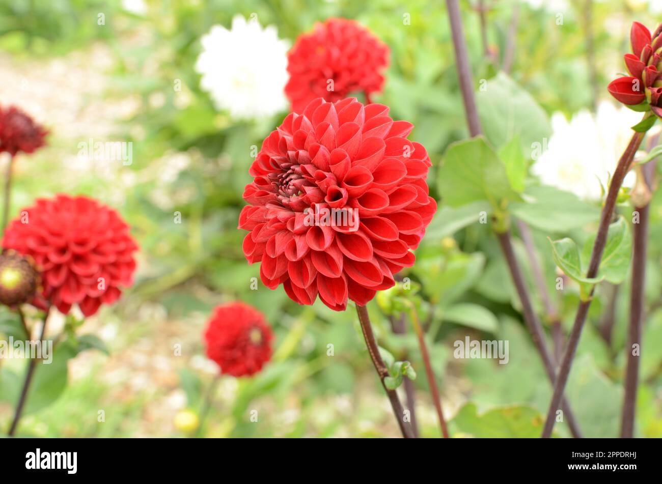 Fiori Dahlia decorativi 'vichinghi' rossi. Foto Stock