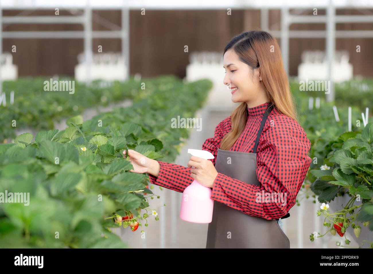 Bella imprenditore giovane donna asiatica in piedi e annaffiando le piante di fragola in fattoria a serra, coltivazione orticoltura, femmina facendo agricoltura Foto Stock