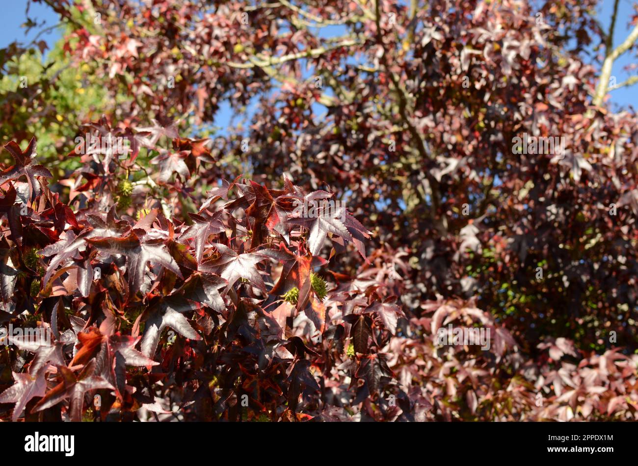 Foglie autunnali su Un albero 'Liquid Amber'. Foto Stock