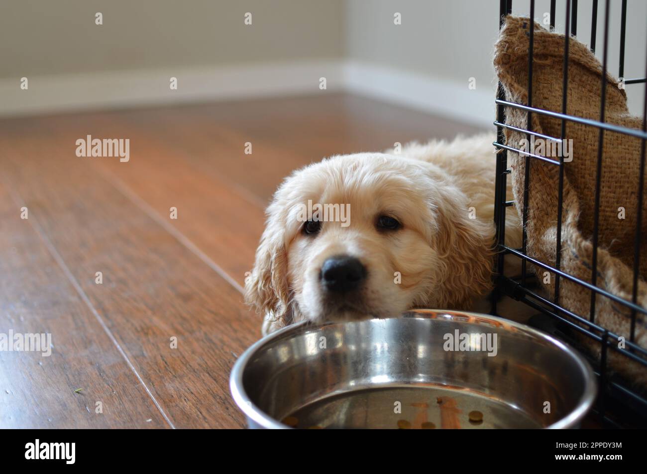 Bel cane Puppy Golden Retriever. Foto Stock