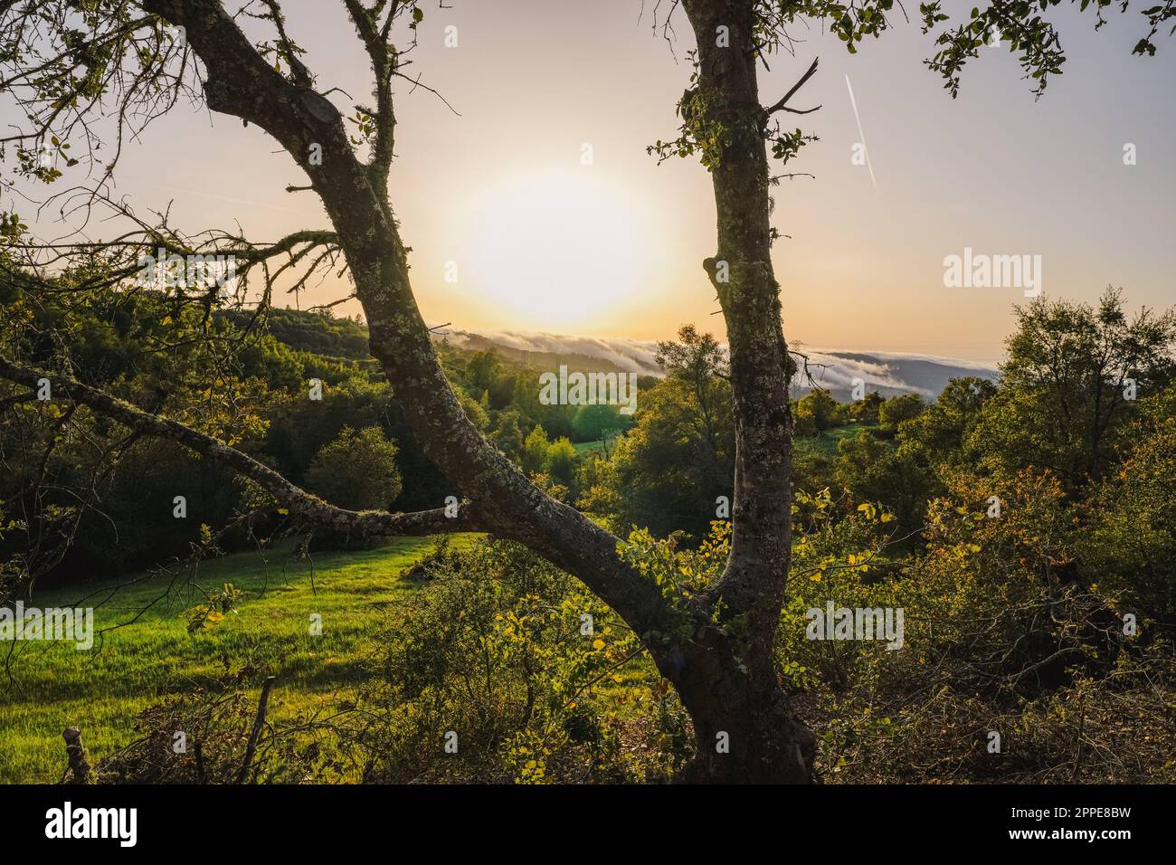 Nebbia che si avvolge sulle montagne di Santa Cruz fino a Palo Alto Foto Stock