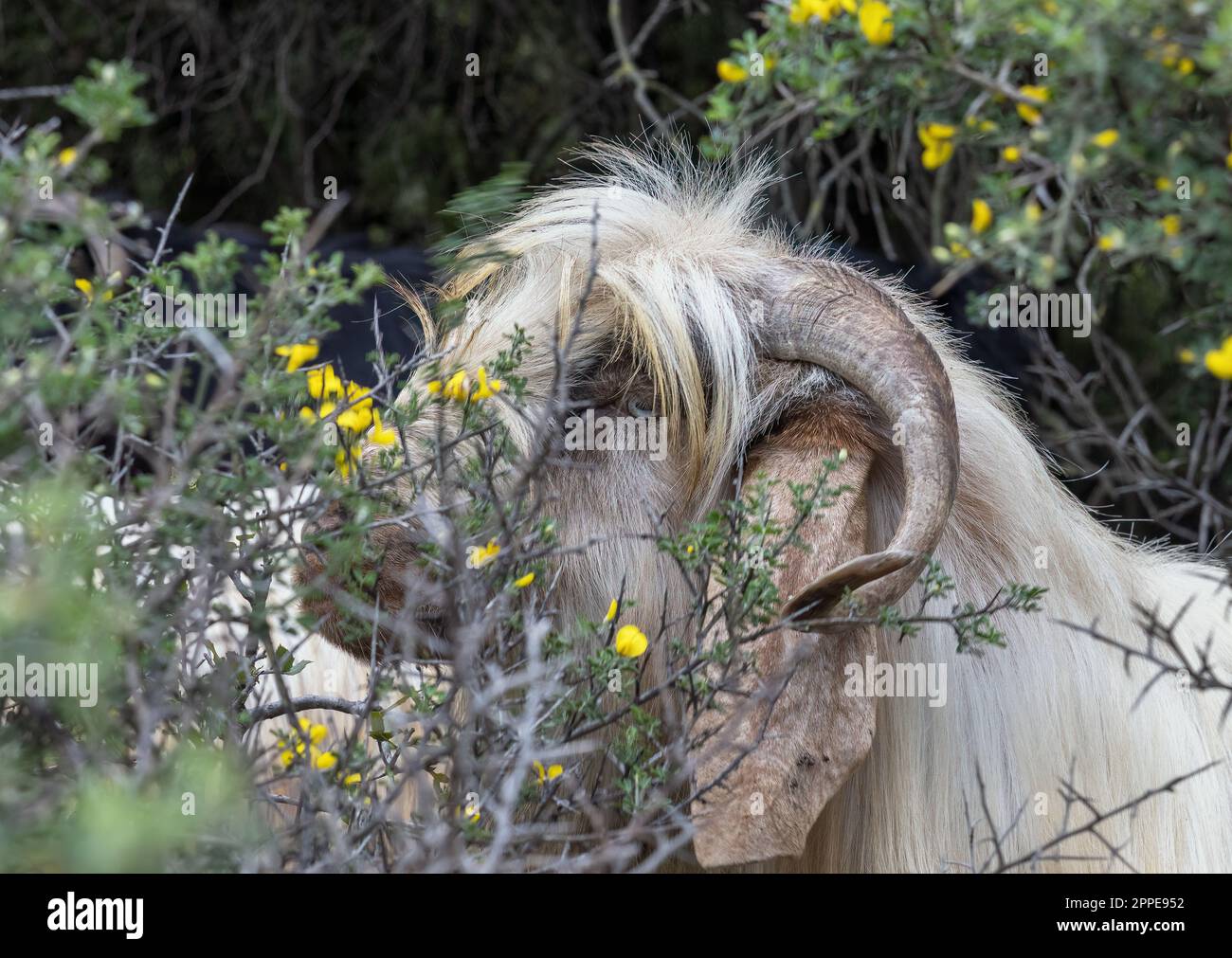 ritratto di capra pelosa con corna arricciate e orecchie lunghe Foto Stock