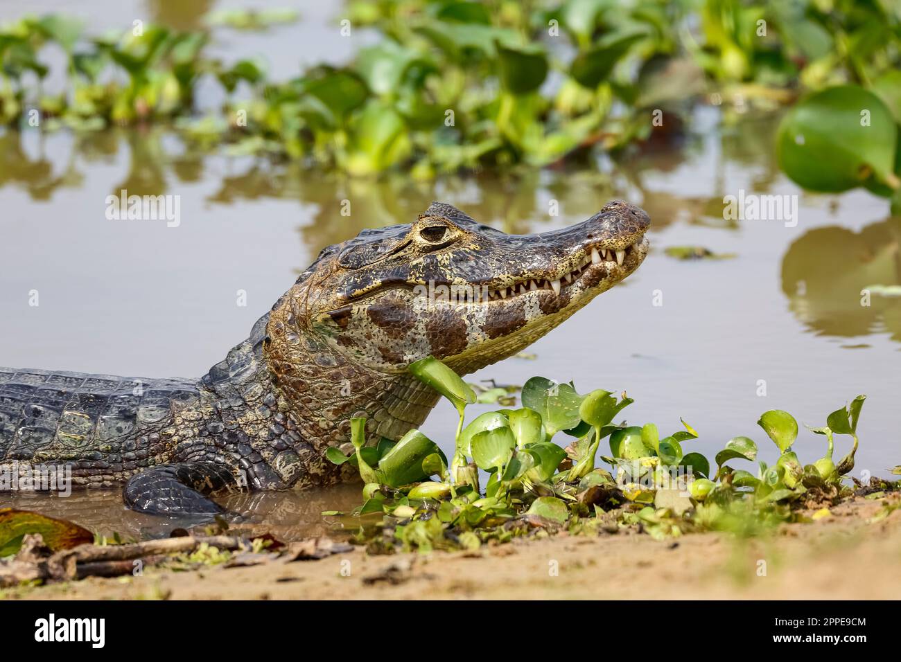 Vista laterale di un Caiman Yacare al bordo dell'acqua, predatore con testa in su, fondo naturale con giacinti d'acqua, paludi Pantanal Foto Stock