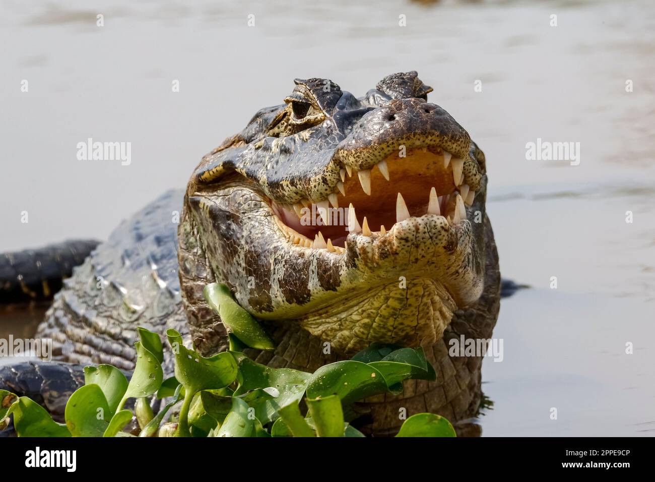 Primo piano di una macchina fotografica Yacare Caiman, metà in acqua con bocca aperta e denti visibili, Pantanal Wetlands, Mato Grosso, Brasile Foto Stock