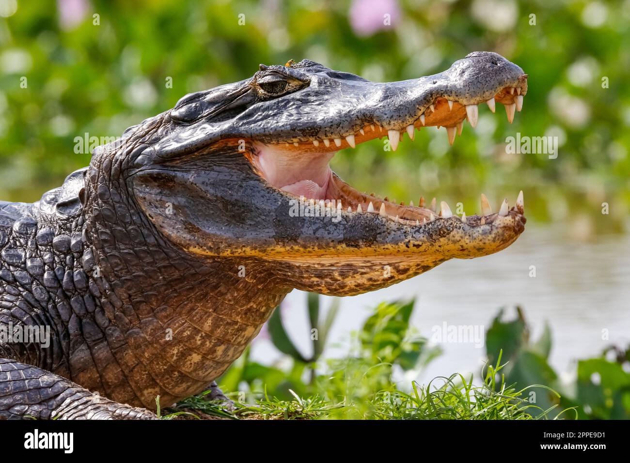 Primo piano di un profilo di Yacare Caiman con bocca aperta contro fondo sfocato sul bordo dell'acqua, Pantanal Wetlands, Mato Grosso, Brasile Foto Stock