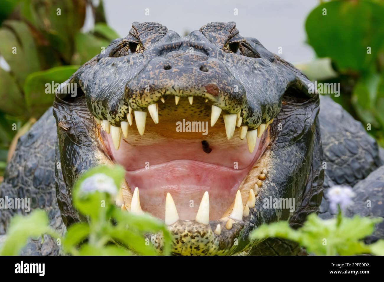 Primo piano vista frontale di un grande Caiman Yacare con bocca aperta e enormi fianches incorniciate da foglie verdi, Pantanal Wetlands, Mato Grosso, Brasile Foto Stock