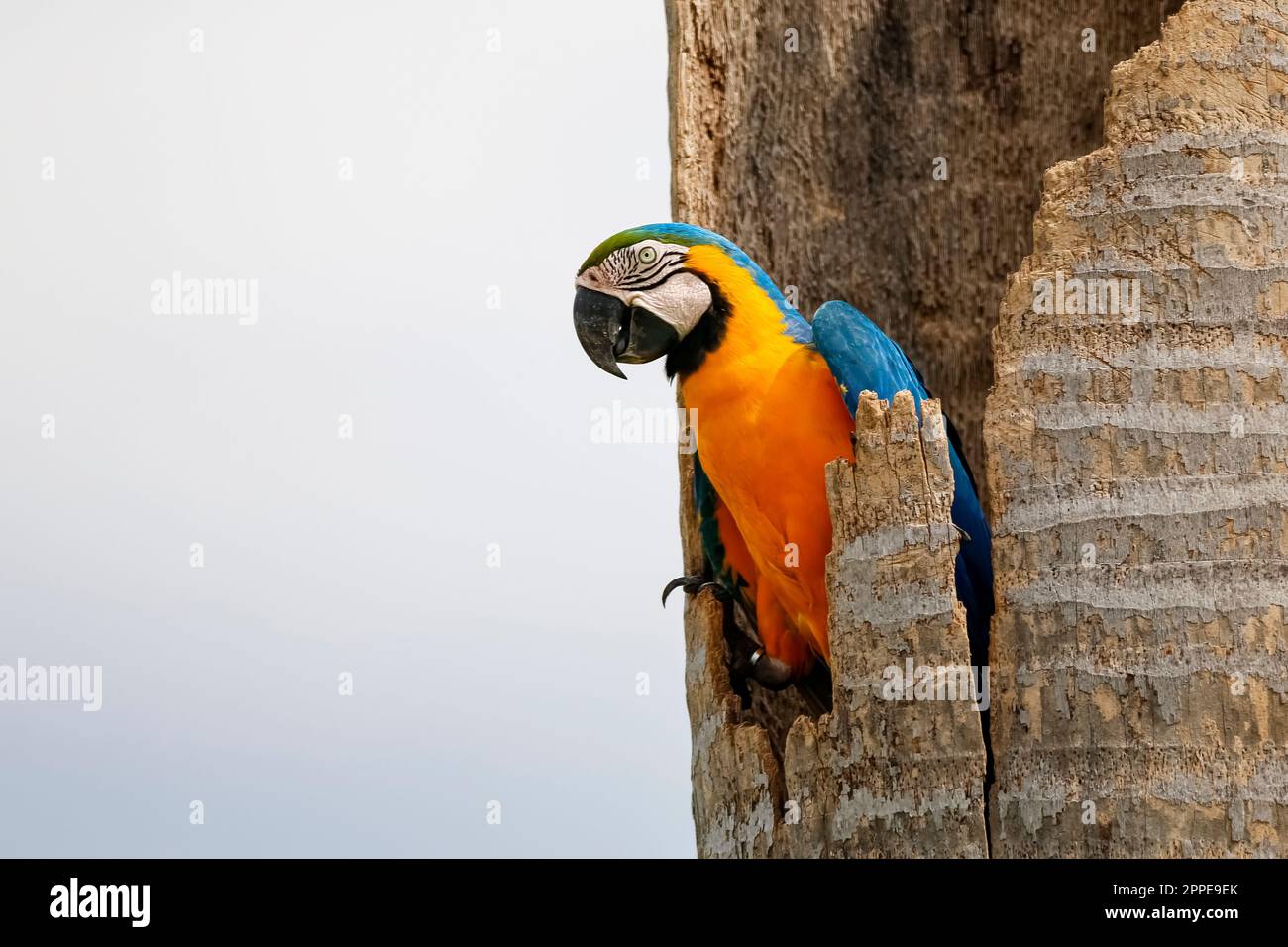 Primo piano di un Macaw blu-e-giallo seduto in un moncone di palma, Pantanal Wetlands, Mato Grosso, Brasile Foto Stock