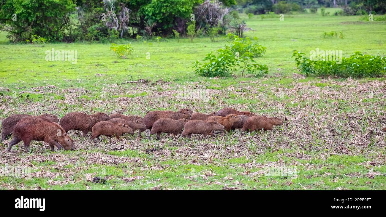 Gruppo di carini capybaras che si foraggiano in un tipico prato paludoso con erba verde, Pantanal Wetlands, Mato Grosso, Brasile Foto Stock