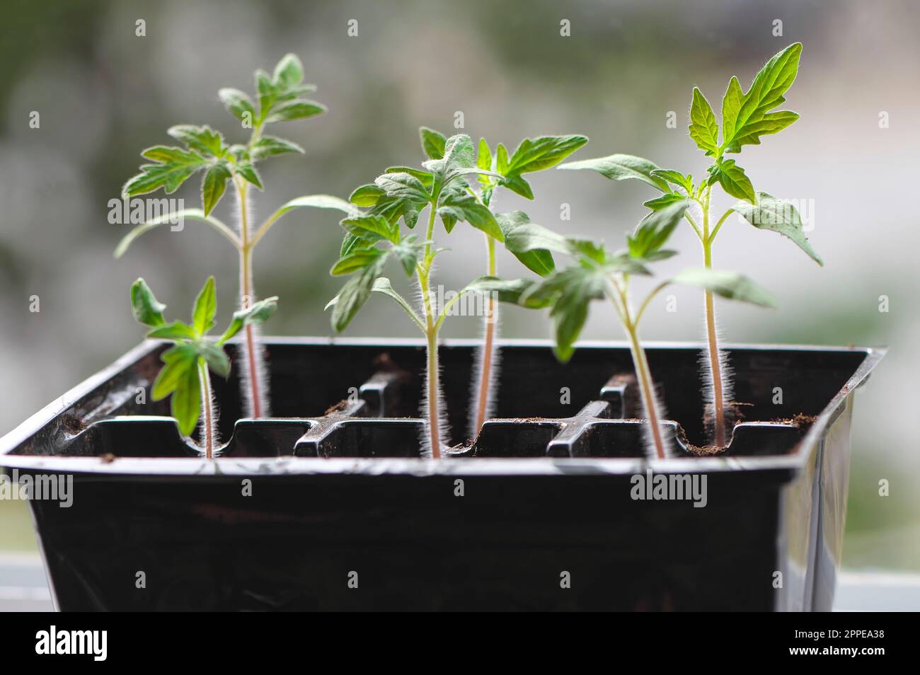 Solanum lycopersicum - piantine di pomodoro in un vassoio di sei confezioni che crescono su un davanzale - coltivate in casa - piantine vegetali. British Columbia, Canada. Foto Stock