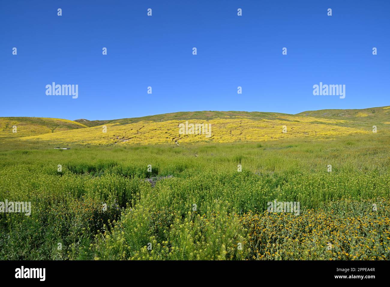 California Super Bloom Wildflower - Carrizo Plain Foto Stock