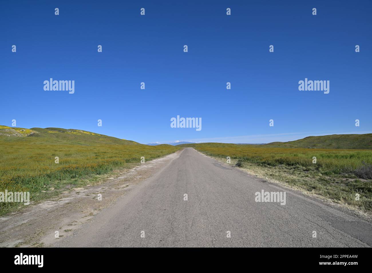 California Super Bloom Wildflower - Carrizo Plain Foto Stock