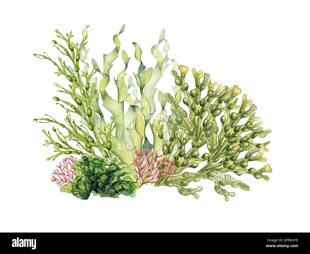 Composizione di piante di mare verde acquerello illustrazione isolata su bianco. Laminaria, insalata di mare, ulva, dulse disegnata a mano. Elemento di design per confezione, l Foto Stock