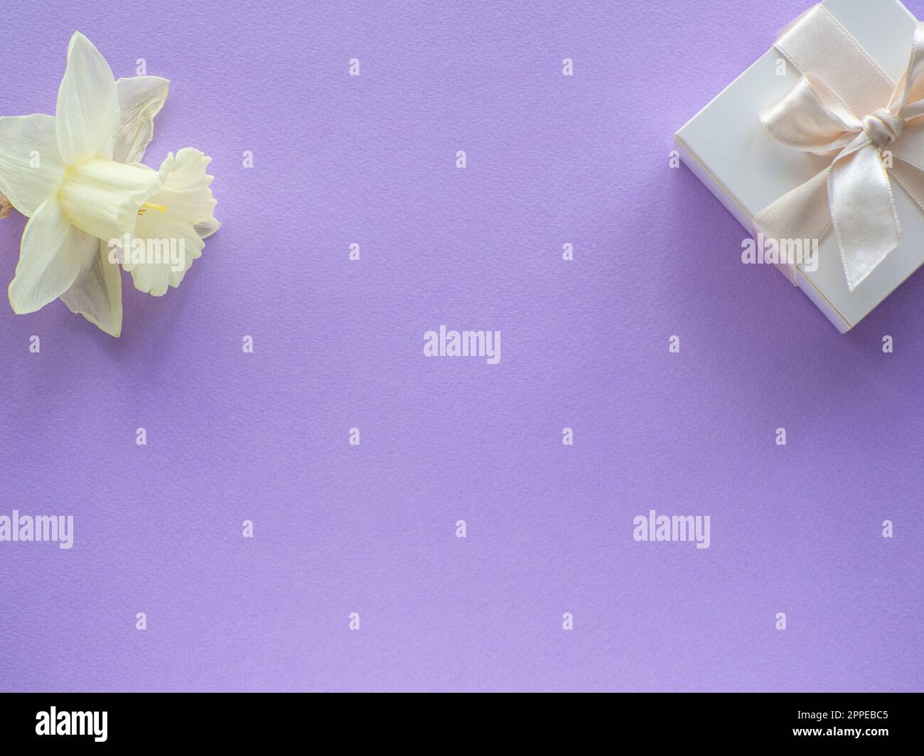 Daffodils fiore e scatola regalo su sfondo lilla con spazio copia. Biglietto di auguri per la Giornata della donna e della mamma. Posiziona per testo e narcoschi sul dorso viola Foto Stock