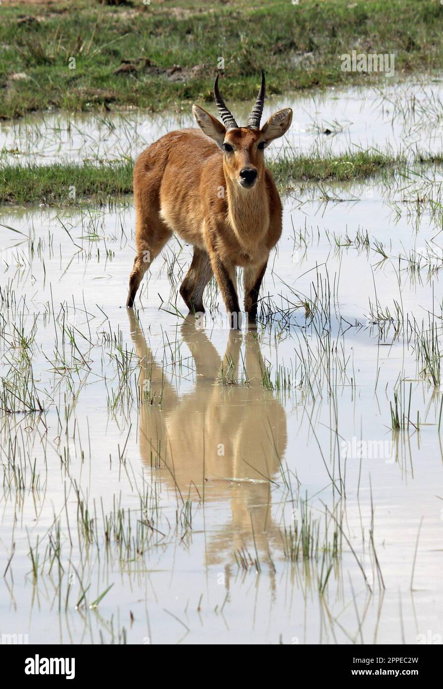 BOHOR Reedbuck riflessioni al Lago Amboseli nel Parco Nazionale di Amboseli Foto Stock