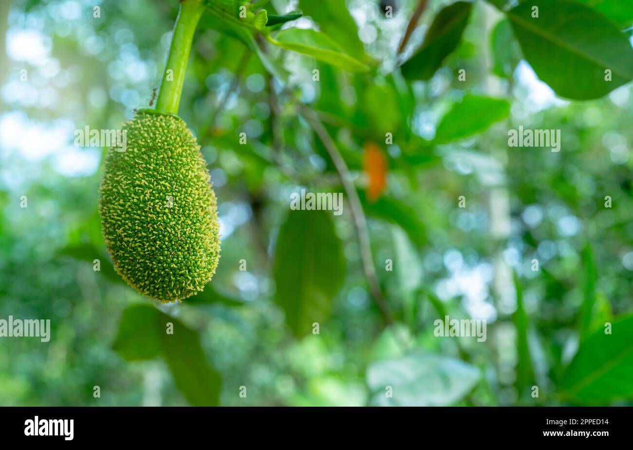 Jackfruit giovane su albero di jackfruit in un giardino di frutta tropicale. Jackfruit bambino su sfondo sfocato di foglie verdi in giardino jackfruit biologico. Frutta Foto Stock