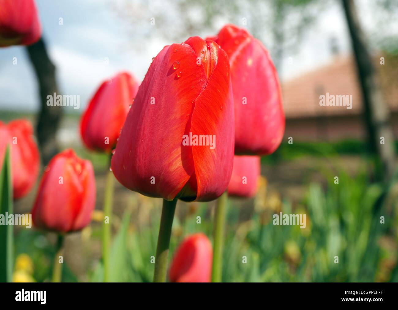 Tulipani rossi con gocce di pioggia in giardino Foto Stock