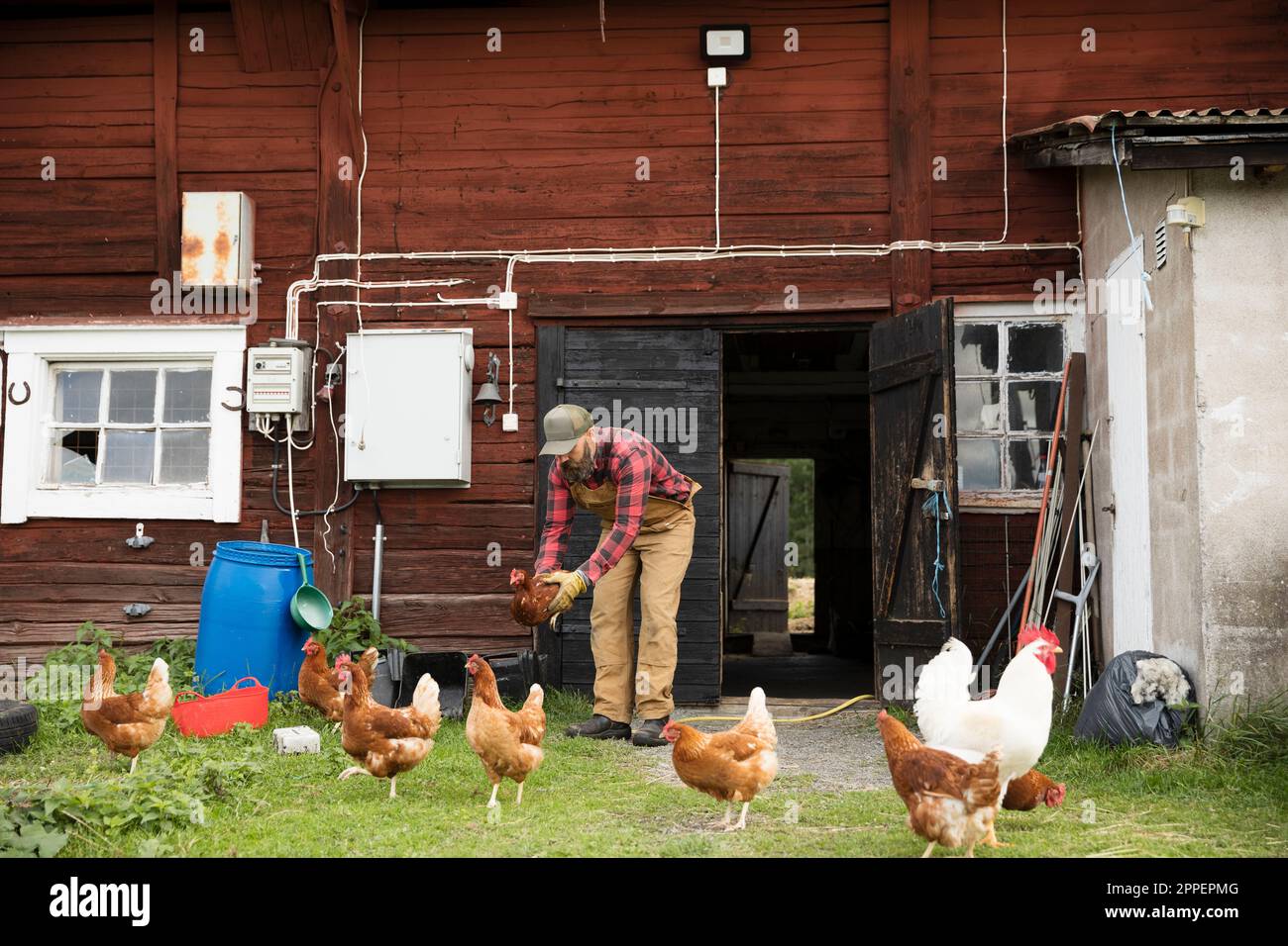 Coltivatore maschio che cattura il pollo all'aperto Foto Stock