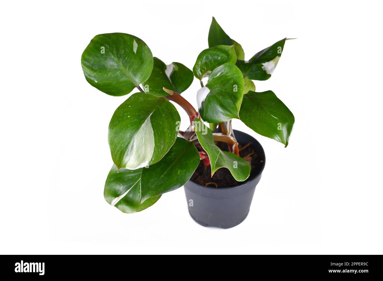 Pianta di casa tropicale 'Philodendron White Knight' con macchie bianche di variegazione su sfondo bianco Foto Stock