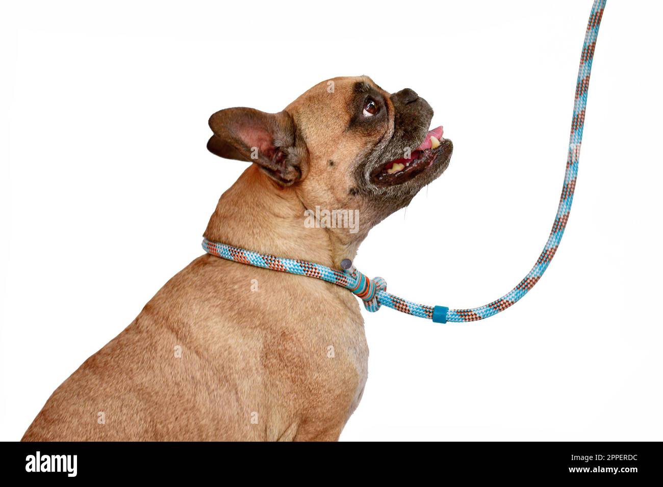 Cane Bulldog francese fawn con guinzaglio e colletto in corda blu su sfondo bianco Foto Stock