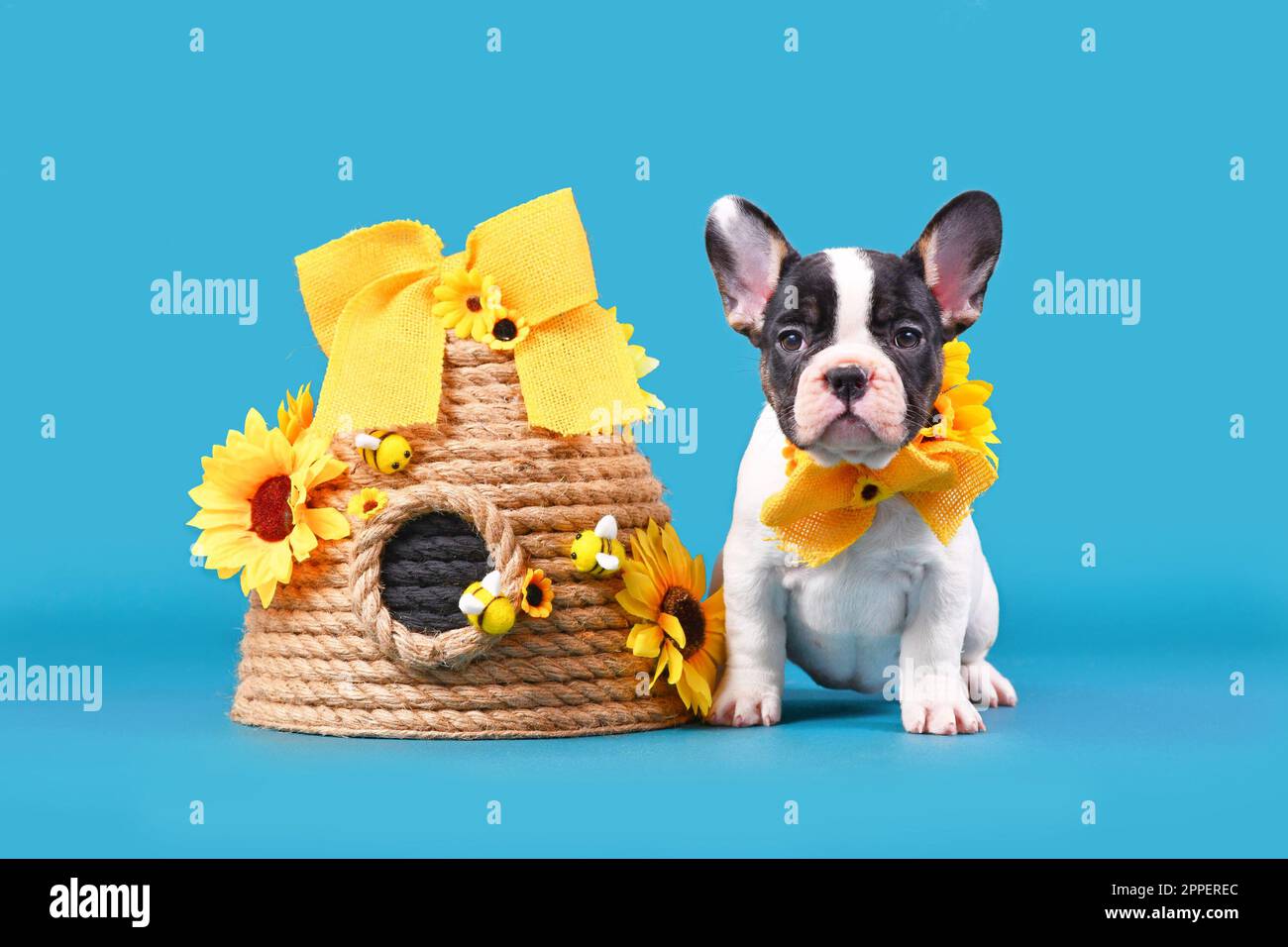 Colletto a nastro di cucciolo del cane Bulldog francese abbronzato seduto accanto all'alveare su sfondo blu Foto Stock