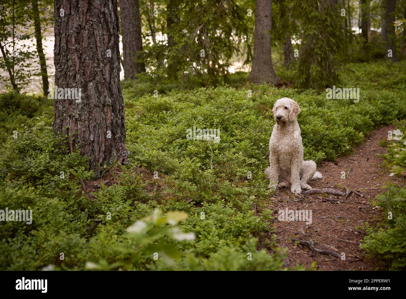 Vista del cane seduto nella foresta Foto Stock