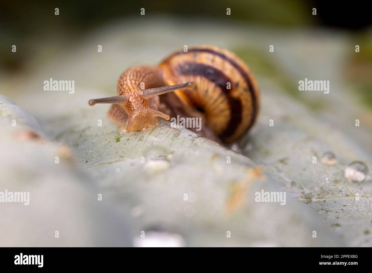 Lumaca sulla lattuga con una goccia di acqua piovana. Foto Stock