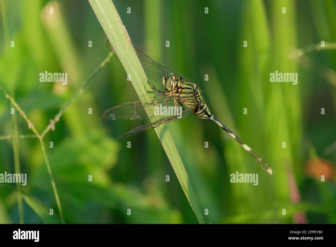 Primo piano dettaglio della libellula. l'immagine dragonfly è selvaggia con sfondo sfocato. Dragonfly isolato Foto Stock