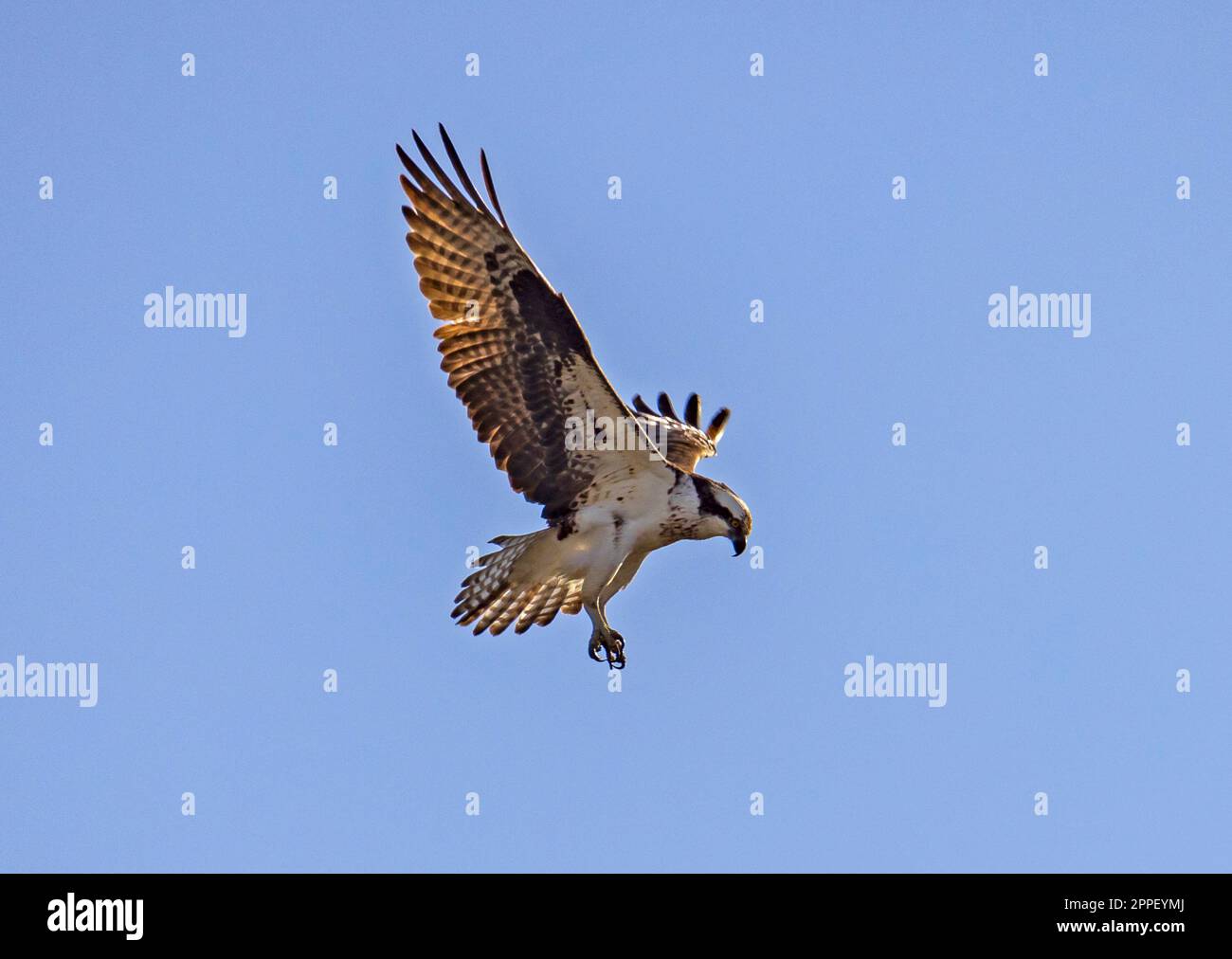 Un aggraziato Osprey (Pandion haliaetus) guarda i pesci nei Kaysville Ponds, Kaysville, Davis County, Utah, USA. Foto Stock