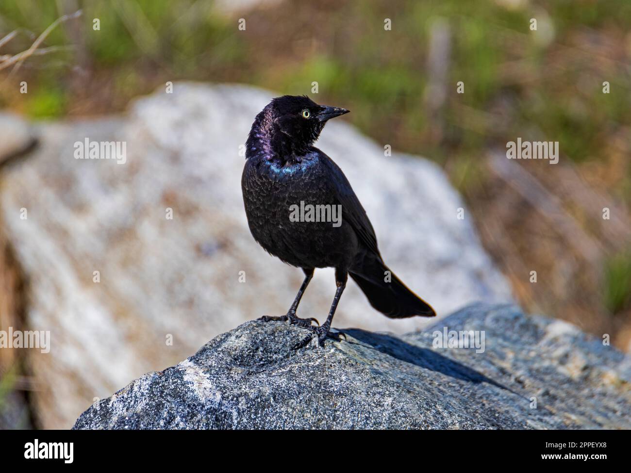 Un maschio Blackbird Brewer (Euphagus cyanocephalus) si trova su un masso presso la Farmington Bay Waterfowl Management Area, Farmington, Davis Co., Utah, USA. Foto Stock