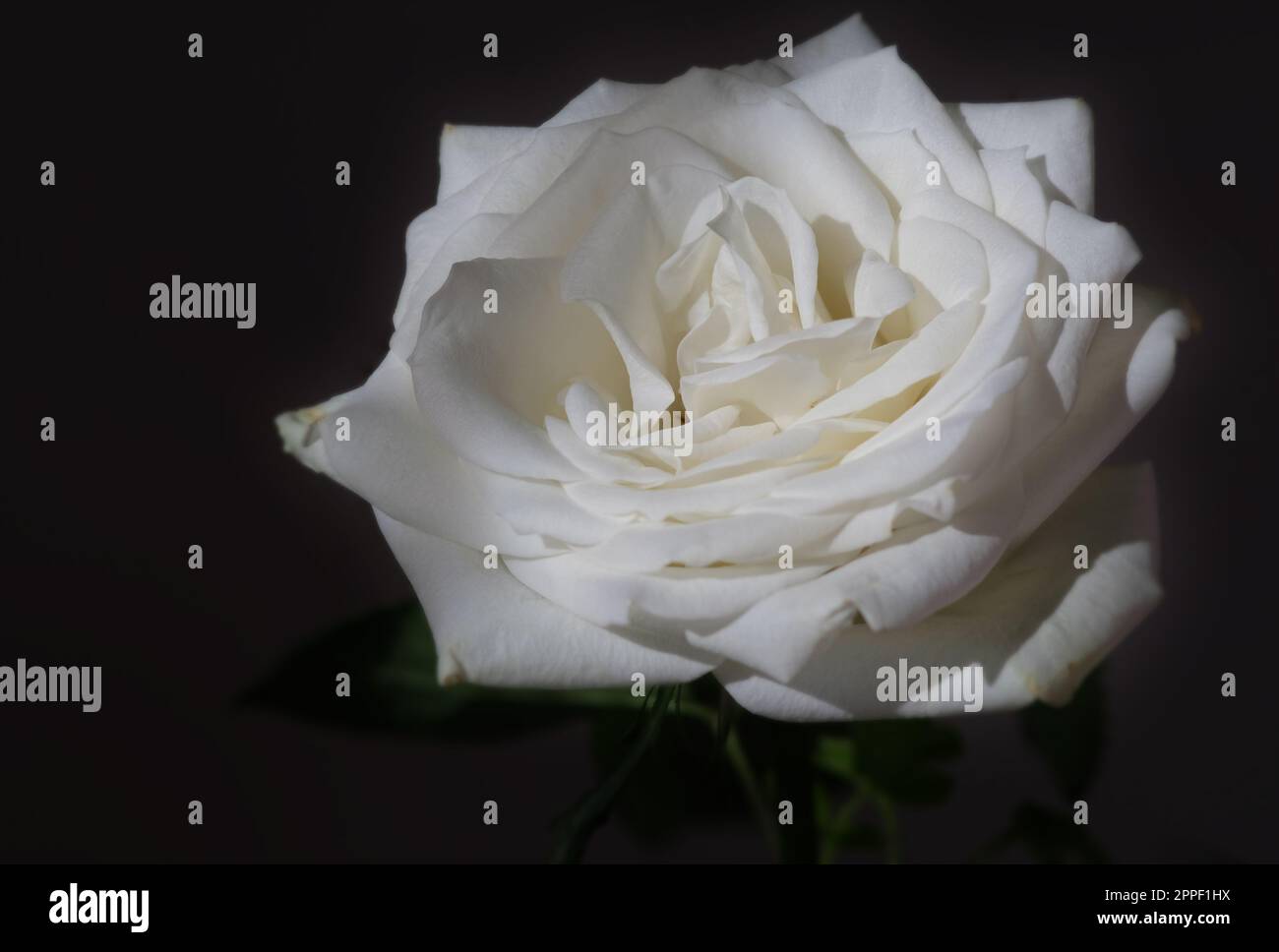 Rosa bianca di York da vicino Foto Stock