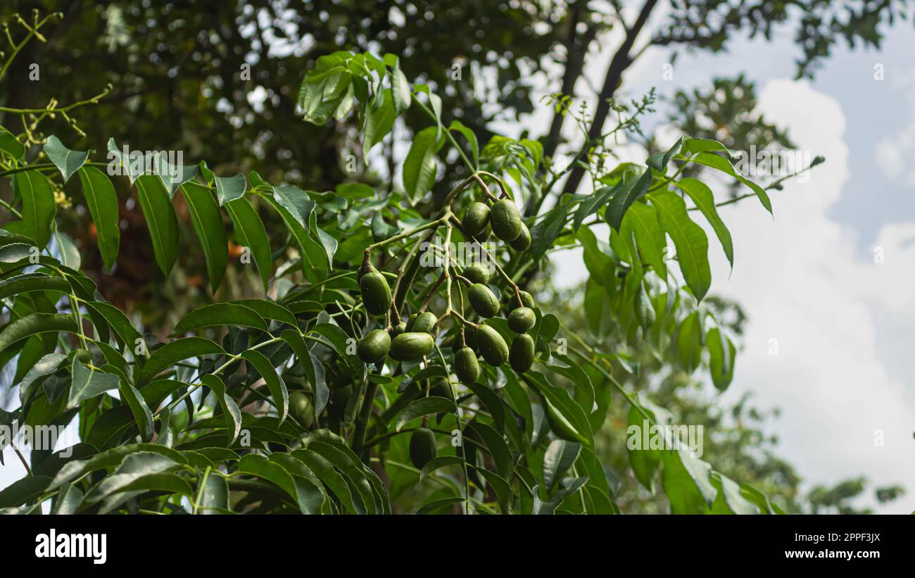 Susina di giugno (Spondias dulcis) o ambarella o susina ebrea o mela oro frutto tropicale su un albero Foto Stock