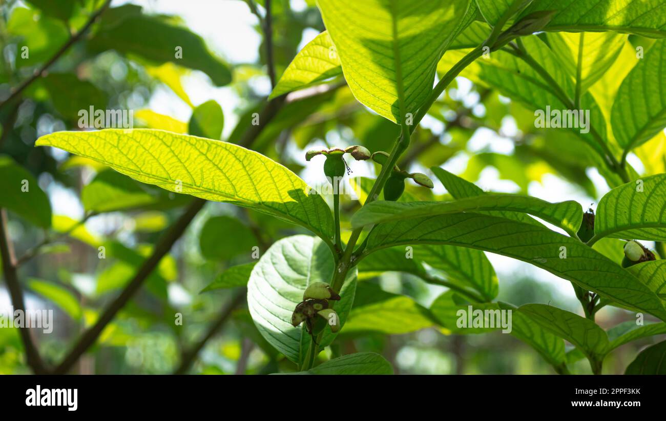 Frutta tropicale Guava su Guava Tree. Albero di guava di frutta tropicale. Foto Stock