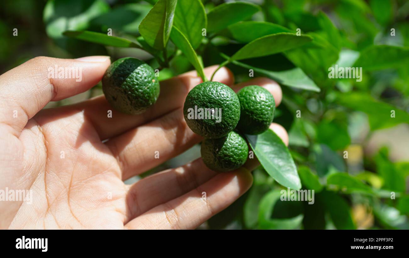 Frutta Citrus amblycarpa o lime o bergamotto su un albero nel giardino Foto Stock