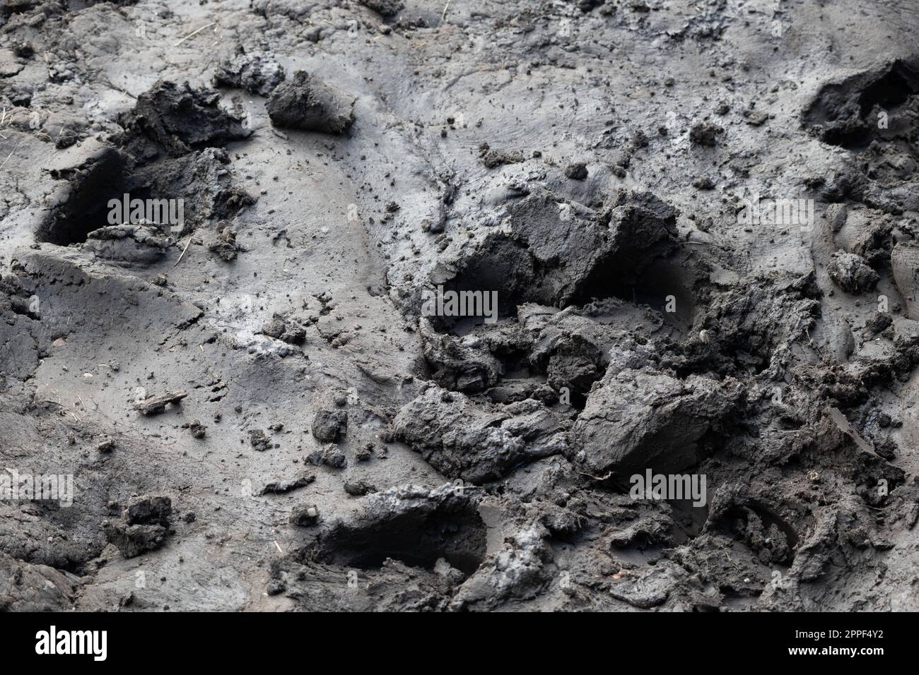 Fango di fondo, terra umida, appiccicosa e morbida, superficie paludosa. Foto Stock