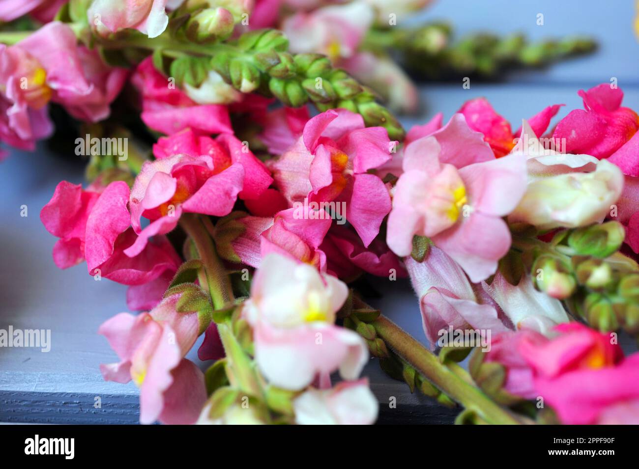 Primo piano di Un bouquet di rami di fiori con petali rosa sulla parte superiore di una tavola di legno viola. Foto Stock