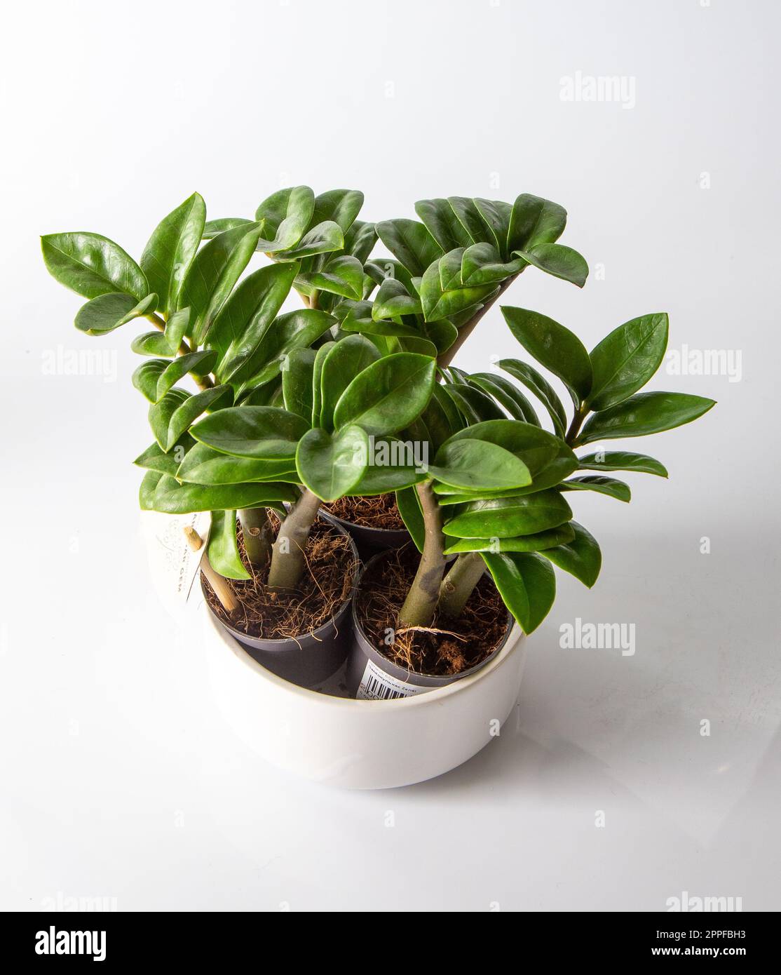 Mini Zamioculcas. Verde casa zamiifolia fiore in una pentola bianca. Crescere i fiori nel giardino. Floricoltura. Foglie verdi. Flora sfondo. Zanzibar Gem l'albero auscious. ZZ pianta, Zuzu casa pianta Foto Stock