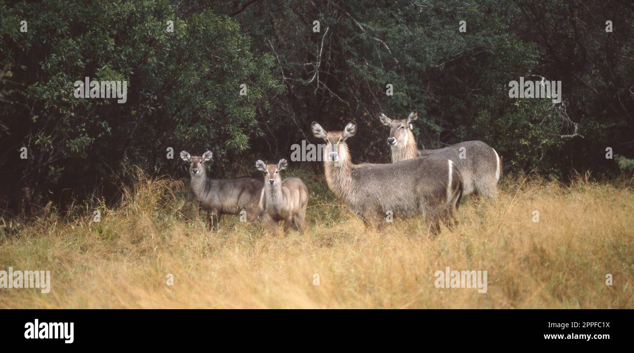 Il waterbuck (Kobus ellipsiprymnus) è una grande antilope trovato ampiamente in Africa sub-sahariana. Foto Stock
