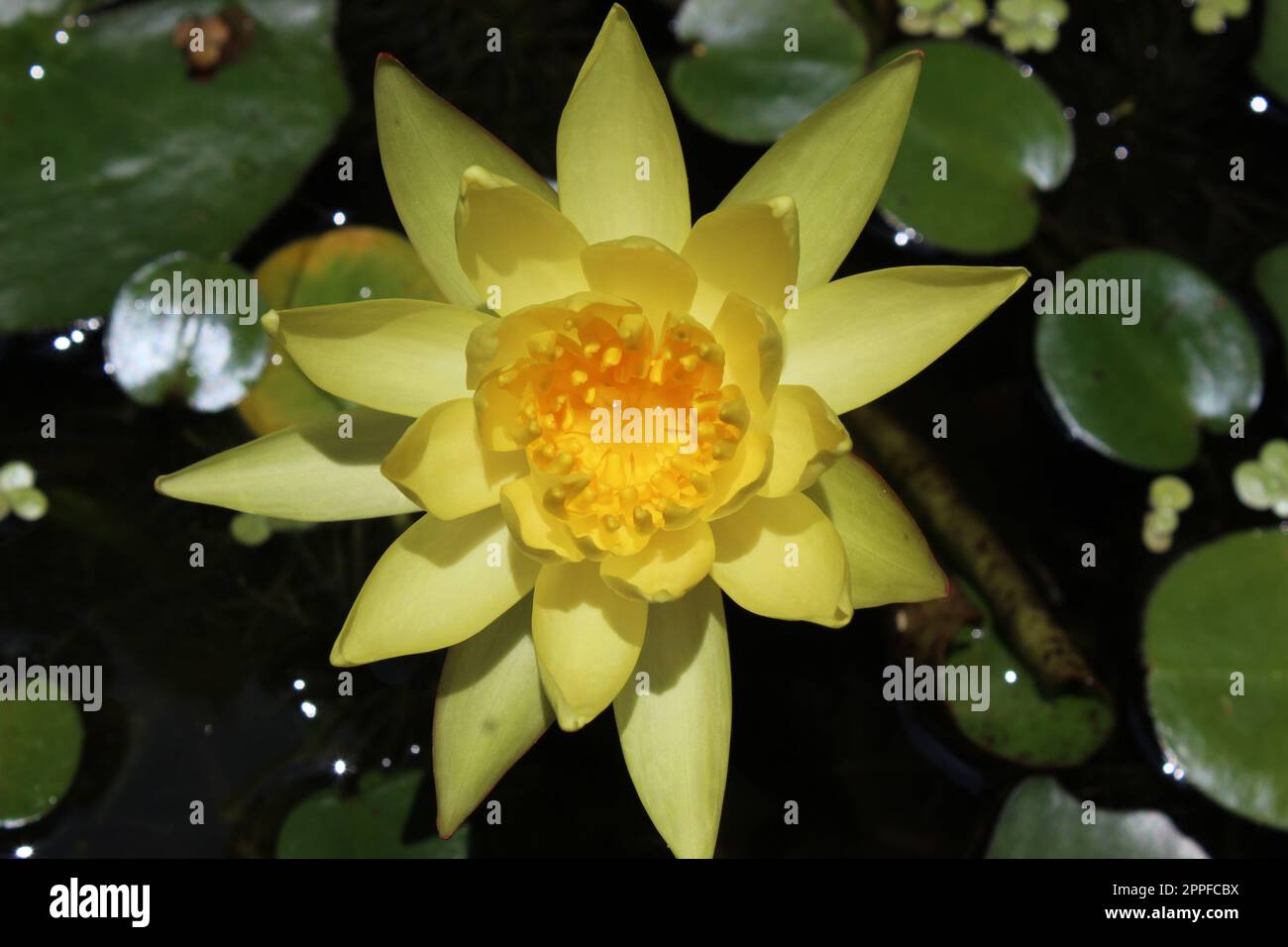 fiore giallo di giglio d'acqua Foto Stock