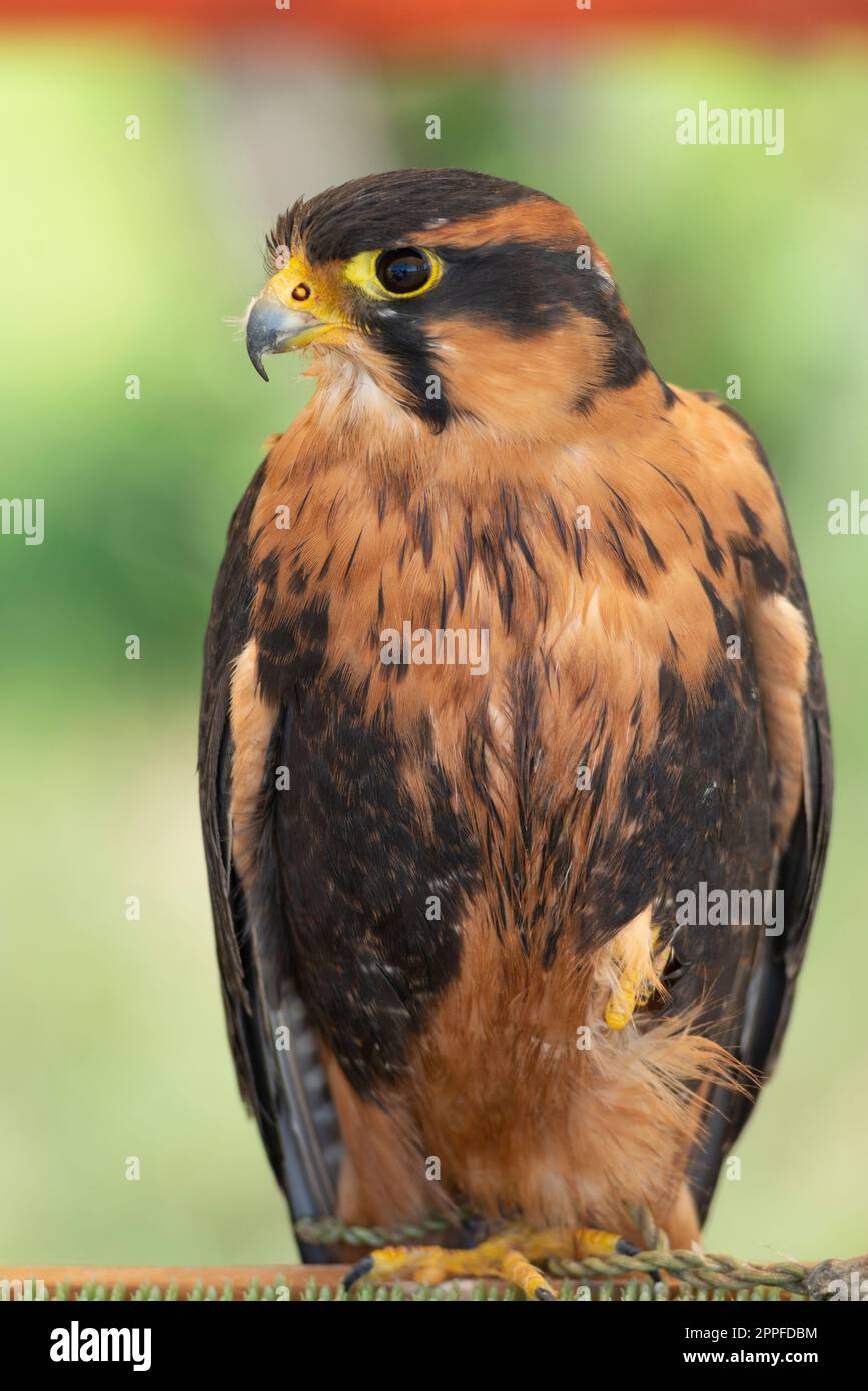 Italia, Lombardia, Aplomado Falcon, Falco Femoralis, su uno Stand in cattività Foto Stock