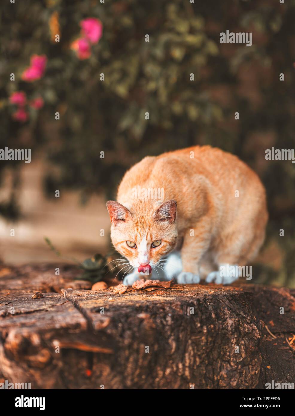 gatto in giardino mangiare con la lingua fuori Foto Stock